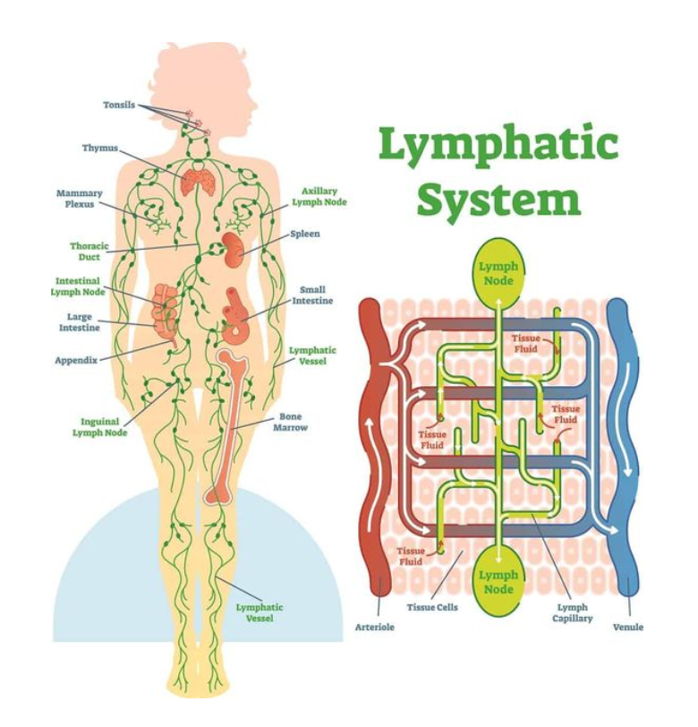 Lymphatic System